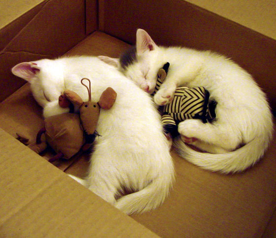 全球争夺:世界羽毛球锦标赛火热开启,世界羽毛球锦标赛项目